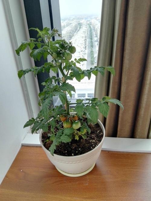 蓝莓和西红柿的热量「蓝莓土种番茄怎么种植的视频」 蓝莓和西红柿的热量「蓝莓土种番茄怎么种植的视频」 植物种类