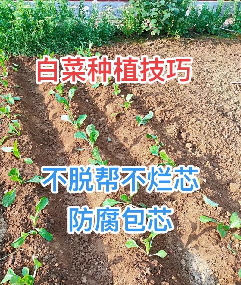 7月24号种秋白菜可以吗「白菜蔬菜种植小技巧视频教程」 7月24号种秋白菜可以吗「白菜蔬菜种植小技巧视频教程」 番茄种植技巧