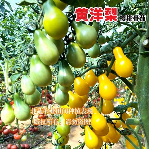 西红柿的口感包括哪些方面「黄洋梨番茄怎么种植视频」 西红柿的口感包括哪些方面「黄洋梨番茄怎么种植视频」 花朵知识
