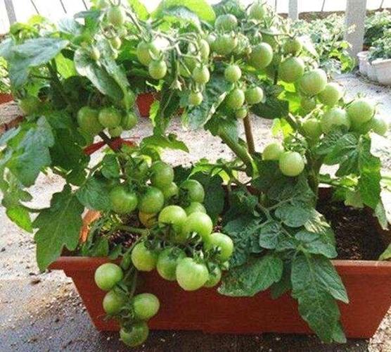 冬天盆种西红柿种植方法全过程「花盆种黑番茄怎么种植视频」 冬天盆种西红柿种植方法全过程「花盆种黑番茄怎么种植视频」 土壤施肥
