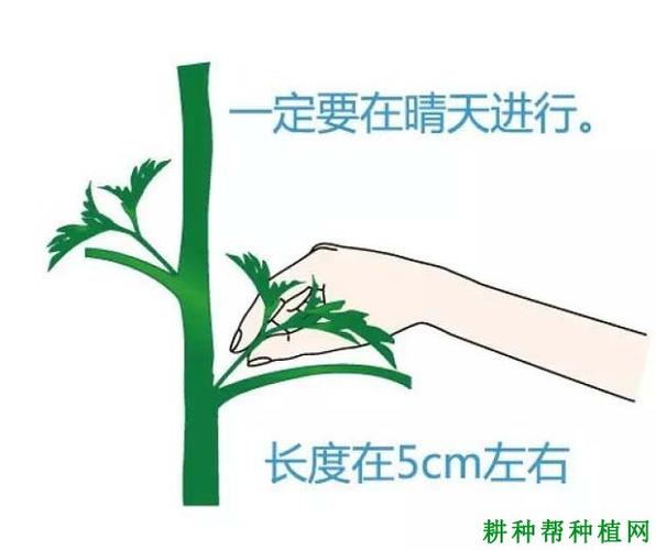 小番茄如何整枝打叉「番茄怎么自己种植视频教程」 小番茄如何整枝打叉「番茄怎么自己种植视频教程」 农业常识