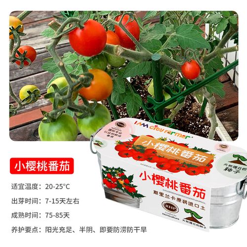 樱桃蕃茄如何反季节种植？栽培过程中有哪些技术「反季节番茄怎么种植的视频」 樱桃蕃茄如何反季节种植？栽培过程中有哪些技术「反季节番茄怎么种植的视频」 种植技巧