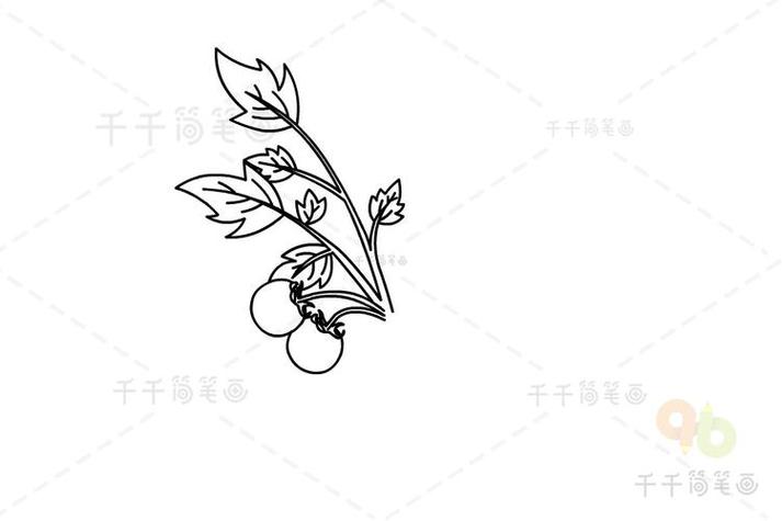 莳植小本领植物番茄图片,番茄莳植步调简笔画。 莳植小本领植物番茄图片,番茄莳植步调简笔画。 番茄种植技巧