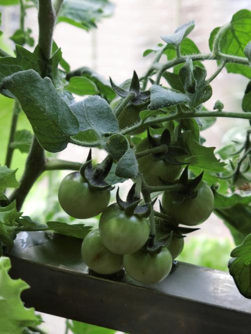 西红柿蓝莓可以榨汁吗「蓝莓番茄怎么种植方法」 番茄病虫害防治 西红柿蓝莓可以榨汁吗「蓝莓番茄怎么种植方法」 西红柿蓝莓可以榨汁吗「蓝莓番茄怎么种植方法」 番茄病虫害防治