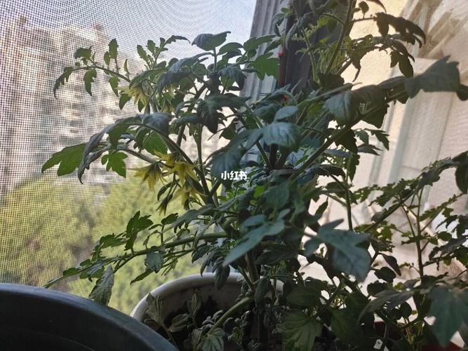 番茄种植期可以冲牛奶和啤酒做肥料吗「牛奶小番茄怎么种植方法视频」 番茄种植期可以冲牛奶和啤酒做肥料吗「牛奶小番茄怎么种植方法视频」 番茄病虫害防治