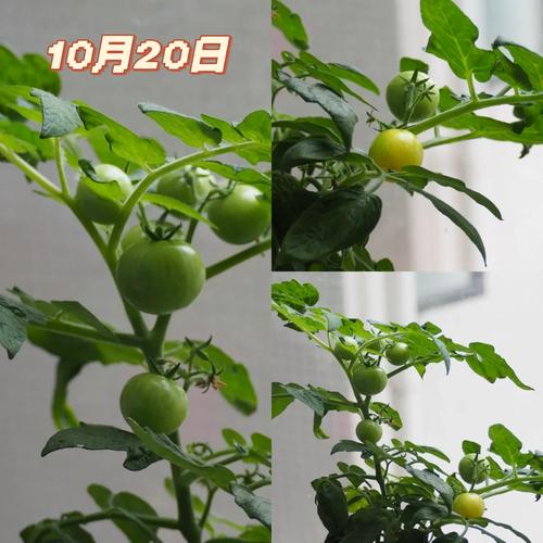 茄汁如何熬制「柠檬番茄怎么种植的呢视频」 茄汁如何熬制「柠檬番茄怎么种植的呢视频」 植物种类