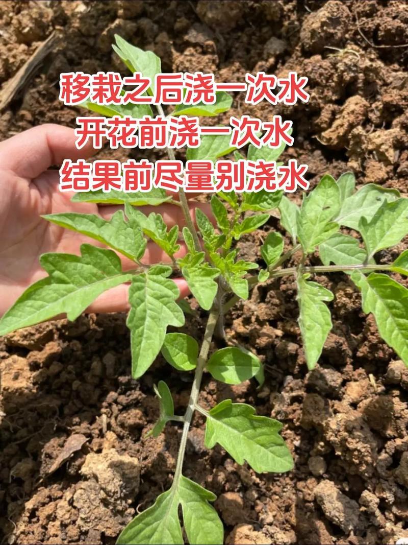番茄在苗期如何防冻「保温箱怎么种植番茄视频」 番茄在苗期如何防冻「保温箱怎么种植番茄视频」 番茄病虫害防治
