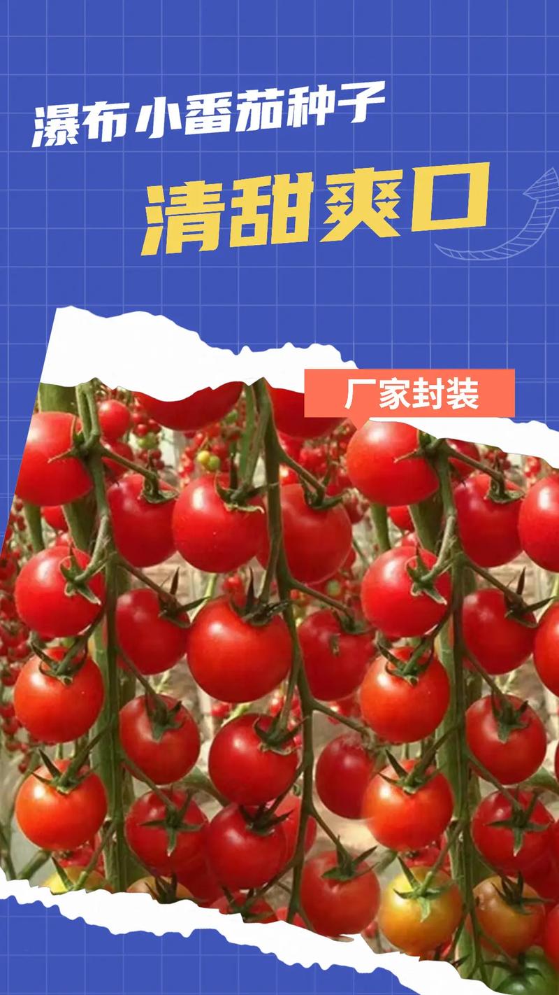 瀑布小番茄栽培技术「怎么种植悬挂瀑布番茄种子」 瀑布小番茄栽培技术「怎么种植悬挂瀑布番茄种子」 番茄病虫害防治
