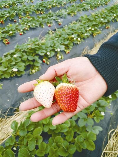 海南草莓莳植本领与方法,海南草莓什么季候成熟。 海南草莓莳植本领与方法,海南草莓什么季候成熟。 种植技巧