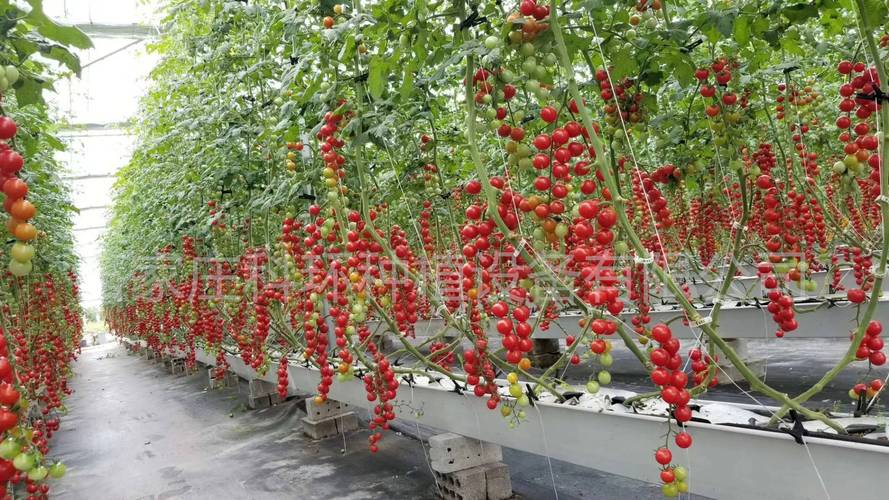 怎样直接栽种西红柿「种植番茄种植槽怎么布置的」 怎样直接栽种西红柿「种植番茄种植槽怎么布置的」 农业常识
