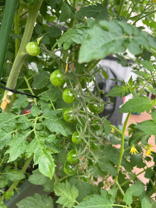 说一说你吃饭最撑的一次经历「铁球番茄种子怎么种植的视频」 说一说你吃饭最撑的一次经历「铁球番茄种子怎么种植的视频」 土壤施肥