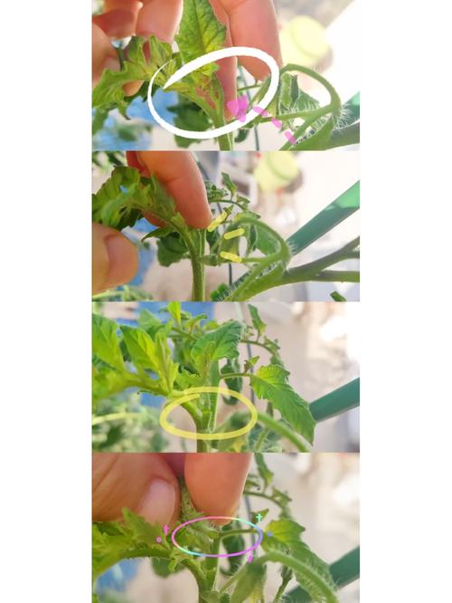 番茄什么时候打侧芽「番茄侧芽怎么种植视频」 番茄什么时候打侧芽「番茄侧芽怎么种植视频」 番茄病虫害防治