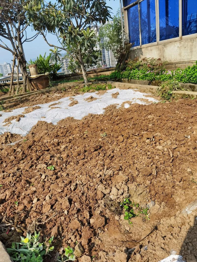 红圣女小番茄种植方法「怎么种植红番茄苗呢视频」 红圣女小番茄种植方法「怎么种植红番茄苗呢视频」 花朵知识