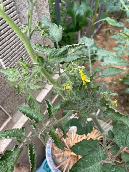 金串番茄亩产量多少「垂钓式番茄怎么种植好呢」 金串番茄亩产量多少「垂钓式番茄怎么种植好呢」 植物种类