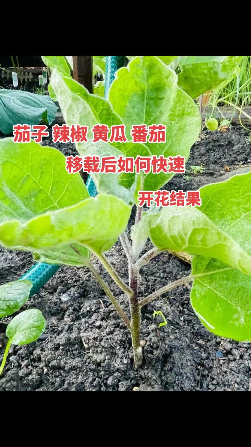 茄子辣椒番茄可挨着种植吗「种黄瓜茄子番茄怎么种植视频」 茄子辣椒番茄可挨着种植吗「种黄瓜茄子番茄怎么种植视频」 种植技巧