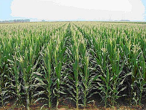 种植玉米需要起垄吗？有什么好处吗「蔬菜种植垄沟技巧和方法视频」 种植玉米需要起垄吗？有什么好处吗「蔬菜种植垄沟技巧和方法视频」 土壤施肥