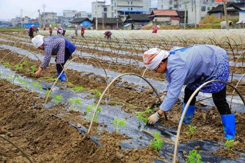 番茄春露地栽培技术要点有哪些「立春番茄怎么种植的视频」 番茄春露地栽培技术要点有哪些「立春番茄怎么种植的视频」 土壤施肥