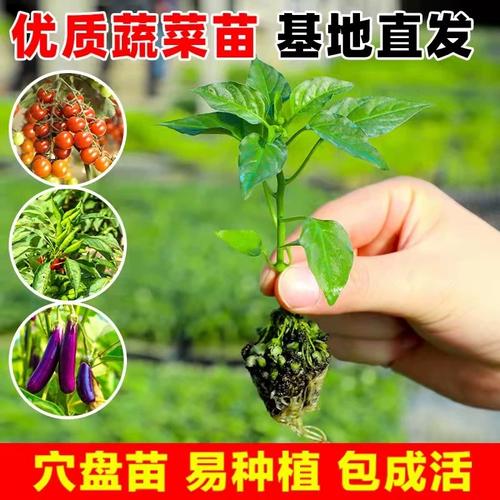 辣椒，茄子，番茄三者可以套种吗？种植时要注意什么问题「怎么种植土豆茄子番茄苗视频」 辣椒，茄子，番茄三者可以套种吗？种植时要注意什么问题「怎么种植土豆茄子番茄苗视频」 农业常识