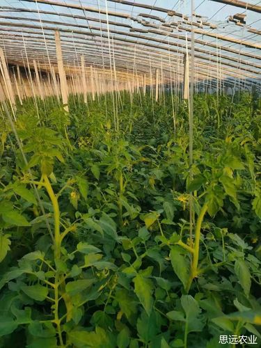 冬天番茄需化控吗「番茄越冬种植怎么管理视频」 冬天番茄需化控吗「番茄越冬种植怎么管理视频」 农业常识
