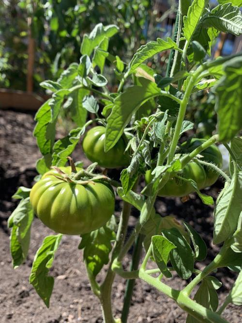 西红柿咋腌「番茄菜园子怎么种植视频」 西红柿咋腌「番茄菜园子怎么种植视频」 植物种类