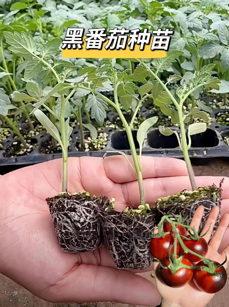 哪个演员其貌不扬,但在镜头面前光芒万丈「夏洛特番茄苗怎么种植的」 土壤施肥 哪个演员其貌不扬,但在镜头面前光芒万丈「夏洛特番茄苗怎么种植的」 哪个演员其貌不扬,但在镜头面前光芒万丈「夏洛特番茄苗怎么种植的」 土壤施肥