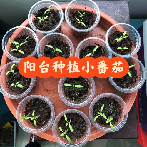 家里的空油瓶，都有哪些聪明的改造方法「风铃番茄怎么种植视频教程」 家里的空油瓶，都有哪些聪明的改造方法「风铃番茄怎么种植视频教程」 种植技巧