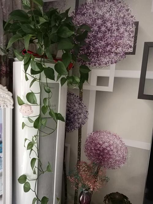 橘子皮泡水发酵后可以浇番茄吗「橘子皮种植番茄怎么种植的」 橘子皮泡水发酵后可以浇番茄吗「橘子皮种植番茄怎么种植的」 农业常识
