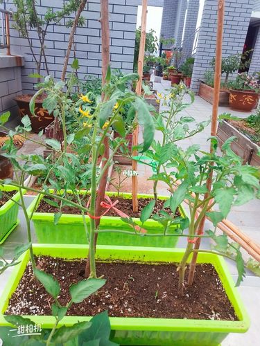 种西红柿怎么搭架子「种植番茄怎么搭架子视频」 种西红柿怎么搭架子「种植番茄怎么搭架子视频」 花朵知识
