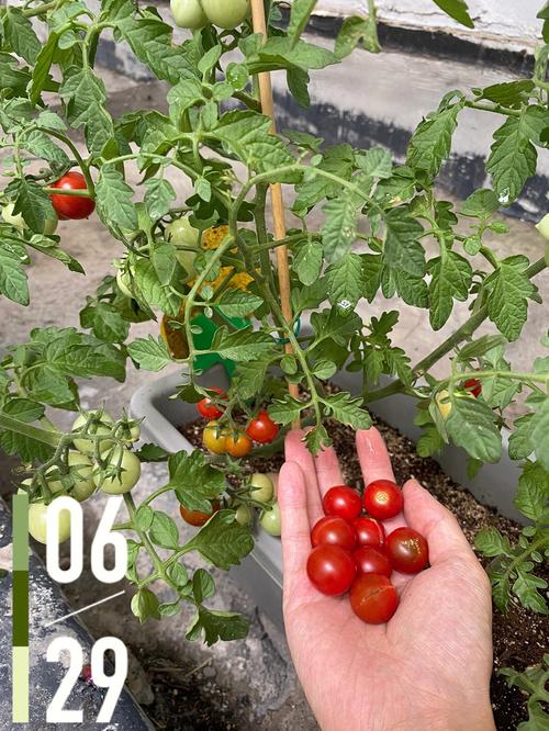 达菲红果番茄适合陕西延安种植吗「番茄怎么种植成红果子」 种植技巧 达菲红果番茄适合陕西延安种植吗「番茄怎么种植成红果子」 达菲红果番茄适合陕西延安种植吗「番茄怎么种植成红果子」 种植技巧