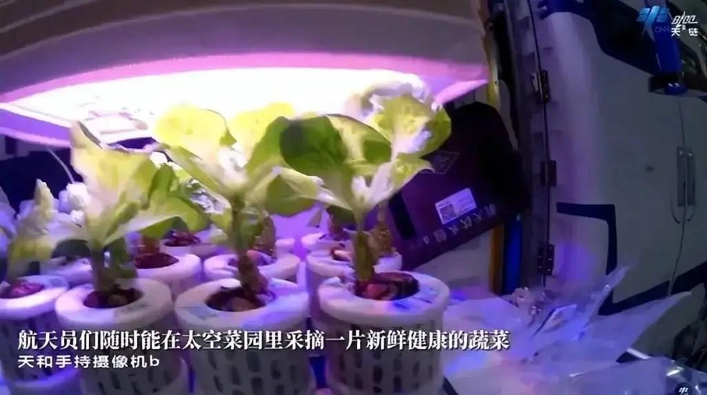 宇航员在太空怎么栽培的蔬菜「做沙拉蔬菜种植技巧视频」 宇航员在太空怎么栽培的蔬菜「做沙拉蔬菜种植技巧视频」 土壤施肥