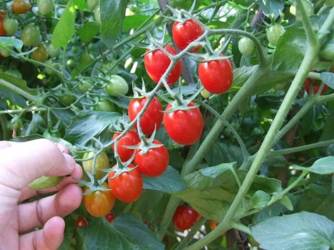 苏北阳历十一月适合种什么「江苏番茄怎么种植的视频」 苏北阳历十一月适合种什么「江苏番茄怎么种植的视频」 番茄病虫害防治