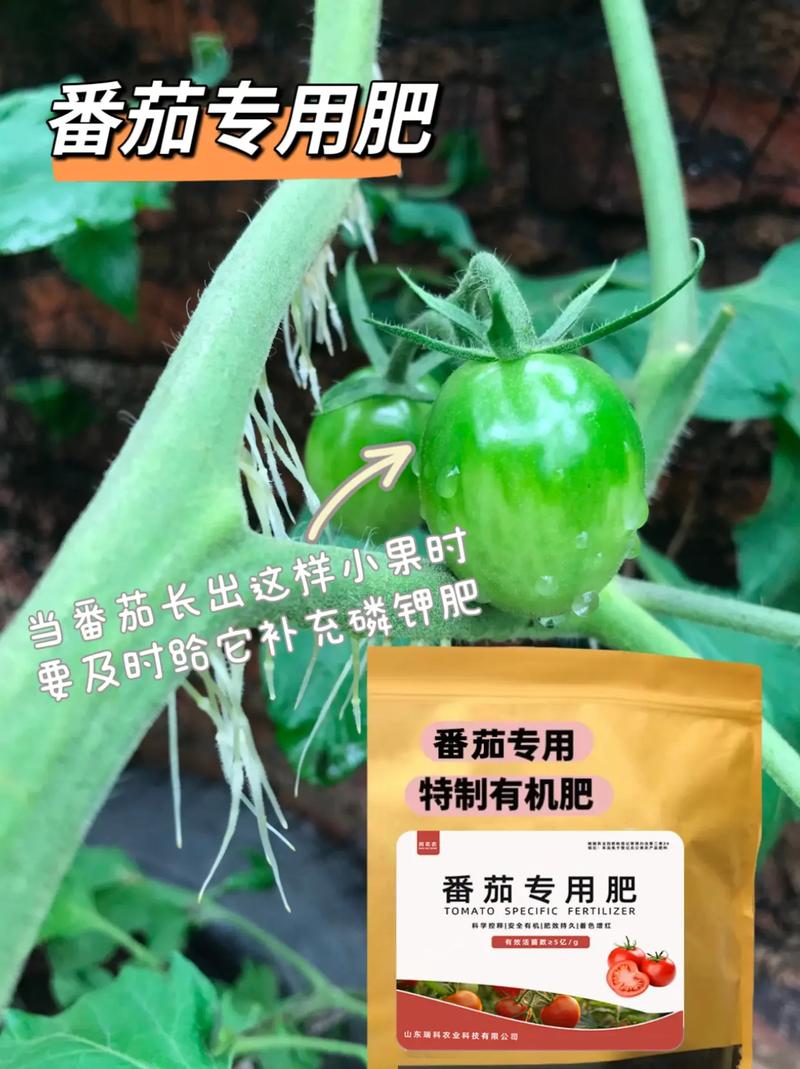 番茄留果有讲究，并不是坐果越多越好，那么该如何留果呢「番茄怎么种植才能留果呢」 番茄留果有讲究，并不是坐果越多越好，那么该如何留果呢「番茄怎么种植才能留果呢」 花朵知识