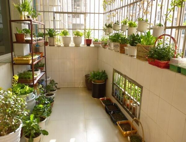在家如何种蔬菜小盆栽「私家花园菜地」 在家如何种蔬菜小盆栽「私家花园菜地」 植物种类