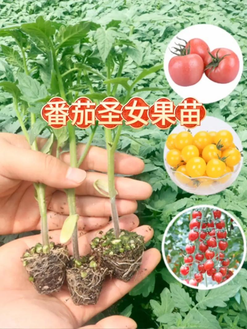 红圣女番茄怎么种植「红圣女小番茄种植方法」 红圣女番茄怎么种植「红圣女小番茄种植方法」 花朵知识
