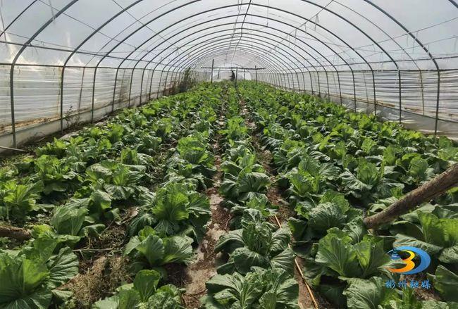 冬季大棚白菜管理技术「冬季大棚蔬菜种植技巧视频」 冬季大棚白菜管理技术「冬季大棚蔬菜种植技巧视频」 花朵知识