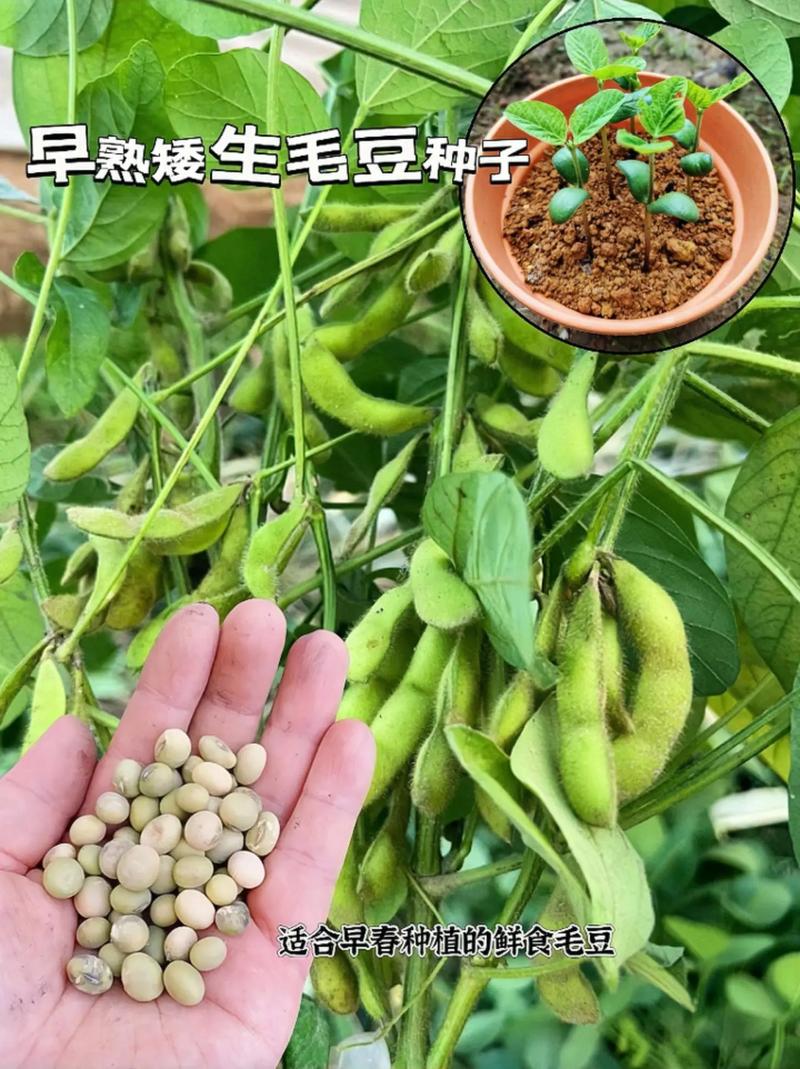 广西早春种植什么蔬菜「广西蔬菜种植技巧和方法视频」 广西早春种植什么蔬菜「广西蔬菜种植技巧和方法视频」 土壤施肥
