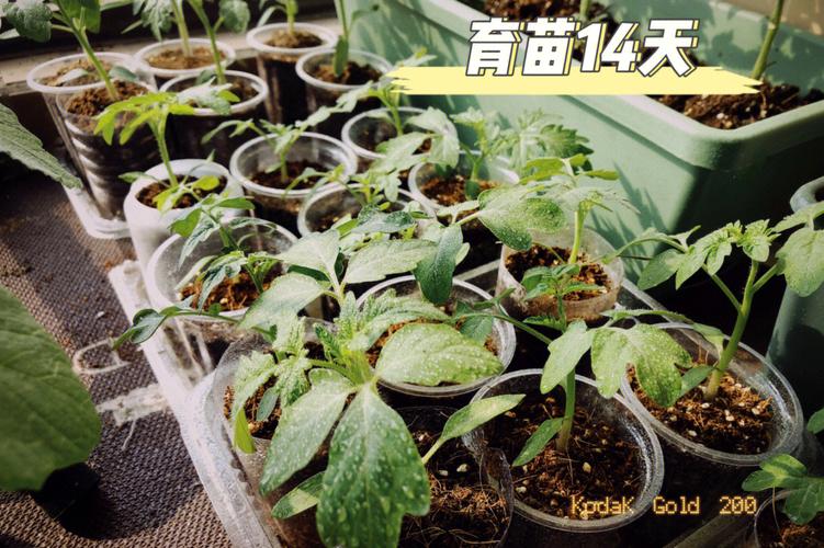 怎么能种出高产的无公害番茄「椰糠土种植番茄怎么种植的」 怎么能种出高产的无公害番茄「椰糠土种植番茄怎么种植的」 植物种类