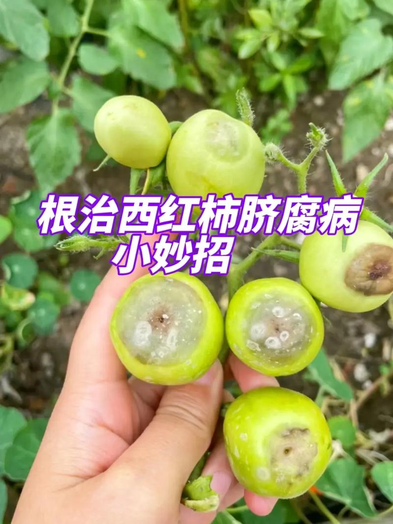 番茄肚脐尖是什么原因「番茄尖怎么种植视频」 番茄肚脐尖是什么原因「番茄尖怎么种植视频」 土壤施肥