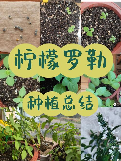 番茄沙沙做法「柠檬罗勒种植番茄怎么种植」 番茄沙沙做法「柠檬罗勒种植番茄怎么种植」 番茄种植技巧