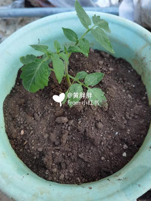 小西红柿的种子种之前需要浸泡吗「番茄种子种植前怎么处理好」 小西红柿的种子种之前需要浸泡吗「番茄种子种植前怎么处理好」 植物种类