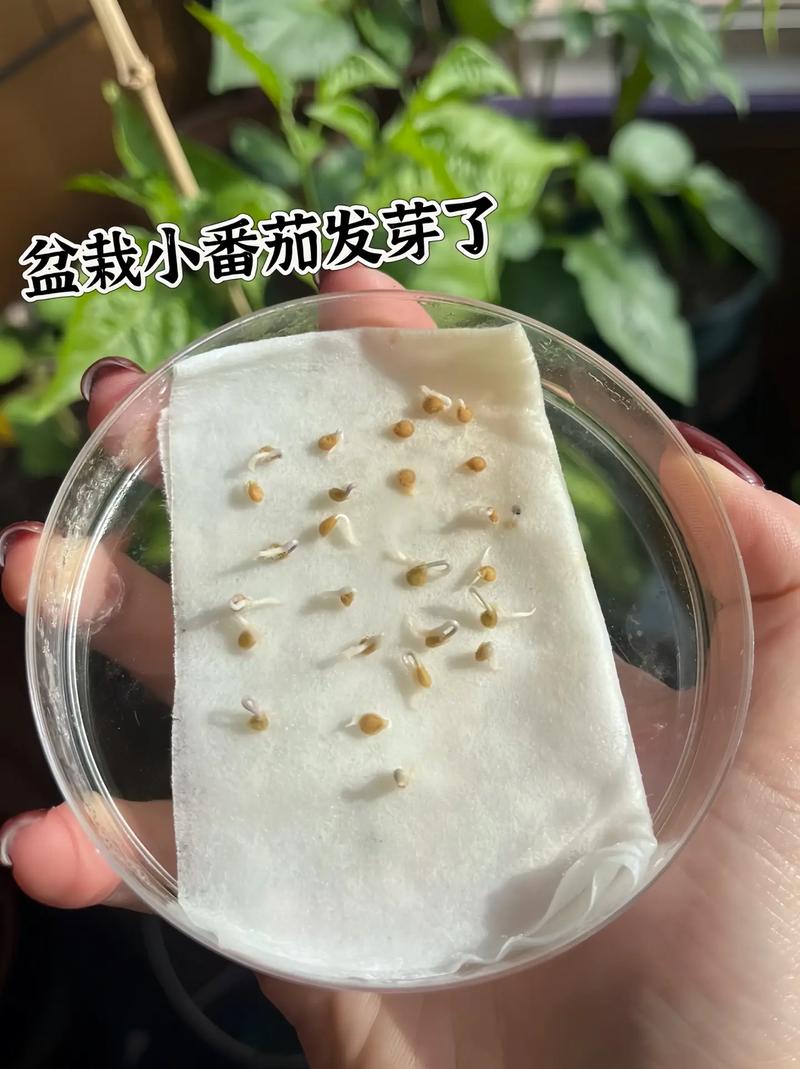 西红柿的种子颗粒怎么播种啊「野番茄种子怎么种植方法」 西红柿的种子颗粒怎么播种啊「野番茄种子怎么种植方法」 植物种类