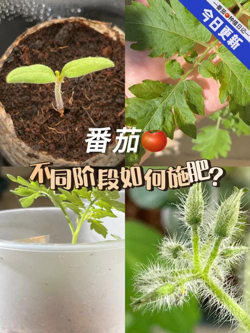 用淘米水种植西红柿的方法「自制肥料种番茄怎么种植视频」 用淘米水种植西红柿的方法「自制肥料种番茄怎么种植视频」 植物种类