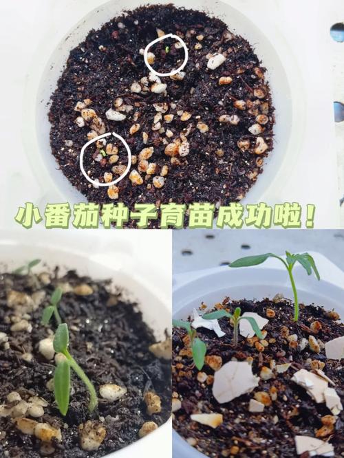 小番茄怎样育苗催芽「小番茄种子怎么种植催芽视频」 小番茄怎样育苗催芽「小番茄种子怎么种植催芽视频」 番茄种植技巧