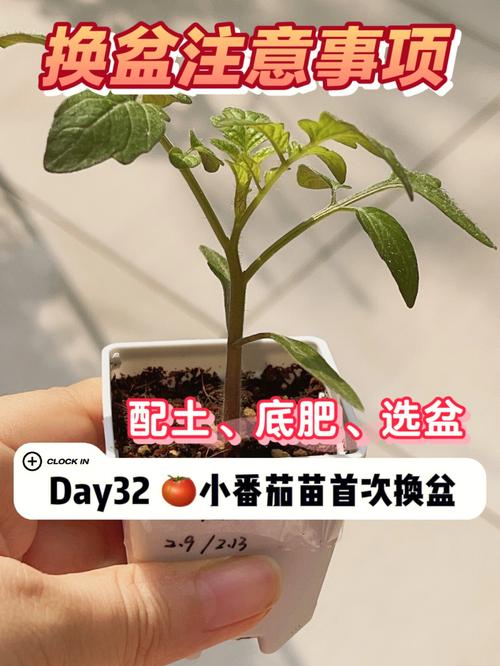 粉天使小番茄怎样管理「番茄种植怎么打理好」 粉天使小番茄怎样管理「番茄种植怎么打理好」 种植技巧