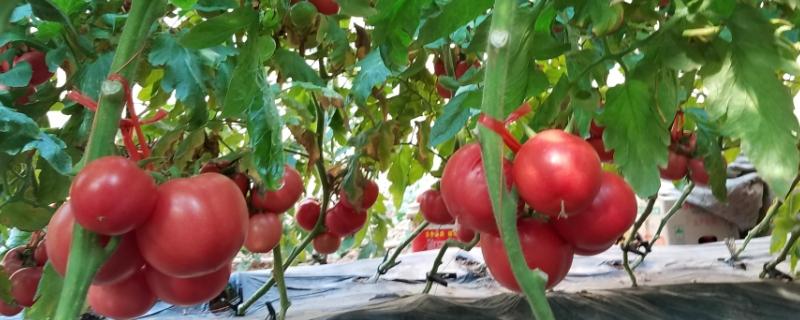 普罗旺斯番茄露天种植方法「怎么种番茄省地方种植呢」 土壤施肥 普罗旺斯番茄露天种植方法「怎么种番茄省地方种植呢」 普罗旺斯番茄露天种植方法「怎么种番茄省地方种植呢」 土壤施肥
