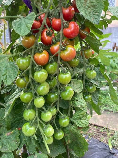 小番茄圣女果种植方法「种植番茄圣女果怎么种植的」 小番茄圣女果种植方法「种植番茄圣女果怎么种植的」 土壤施肥
