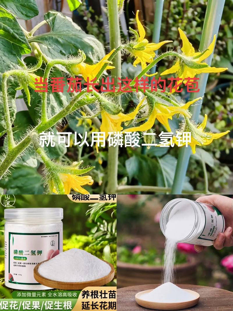 怎样能让西红柿的保鲜时间更长一些「番茄怎么种植不坏呢视频」 怎样能让西红柿的保鲜时间更长一些「番茄怎么种植不坏呢视频」 土壤施肥