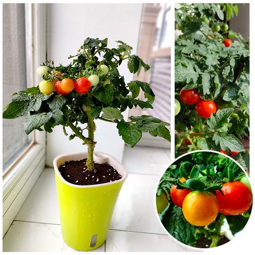 盆栽西红柿栽培技术「番茄盆栽苗怎么种植视频」 盆栽西红柿栽培技术「番茄盆栽苗怎么种植视频」 植物种类