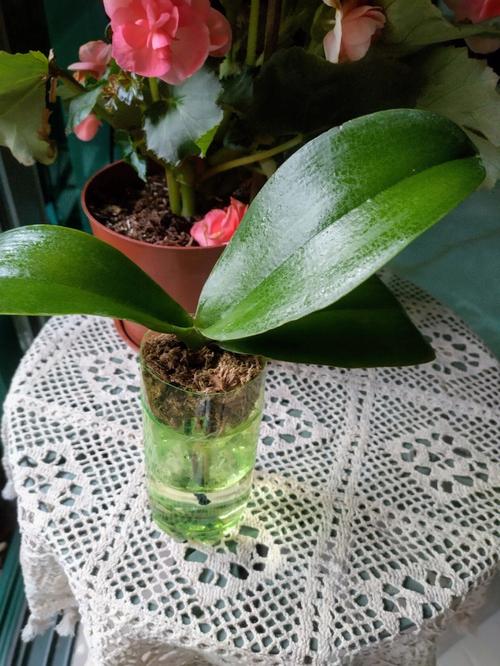 水培兰花怎么养「兰花水培蔬菜种植小技巧视频」 水培兰花怎么养「兰花水培蔬菜种植小技巧视频」 土壤施肥