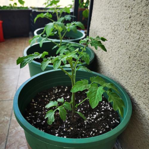 如何预防番茄定植后的萎蔫死亡「番茄怎么种植成吊兰的」 如何预防番茄定植后的萎蔫死亡「番茄怎么种植成吊兰的」 番茄病虫害防治
